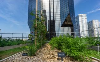 Tomatoes and lettuce growing on an urban roof